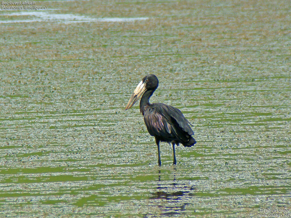 African Openbill