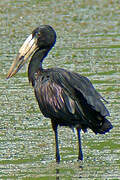 African Openbill