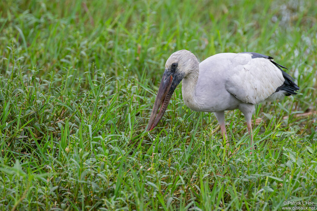 Asian Openbill