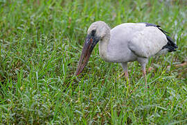 Asian Openbill