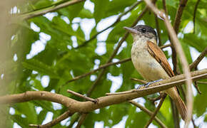 Rose-throated Becard