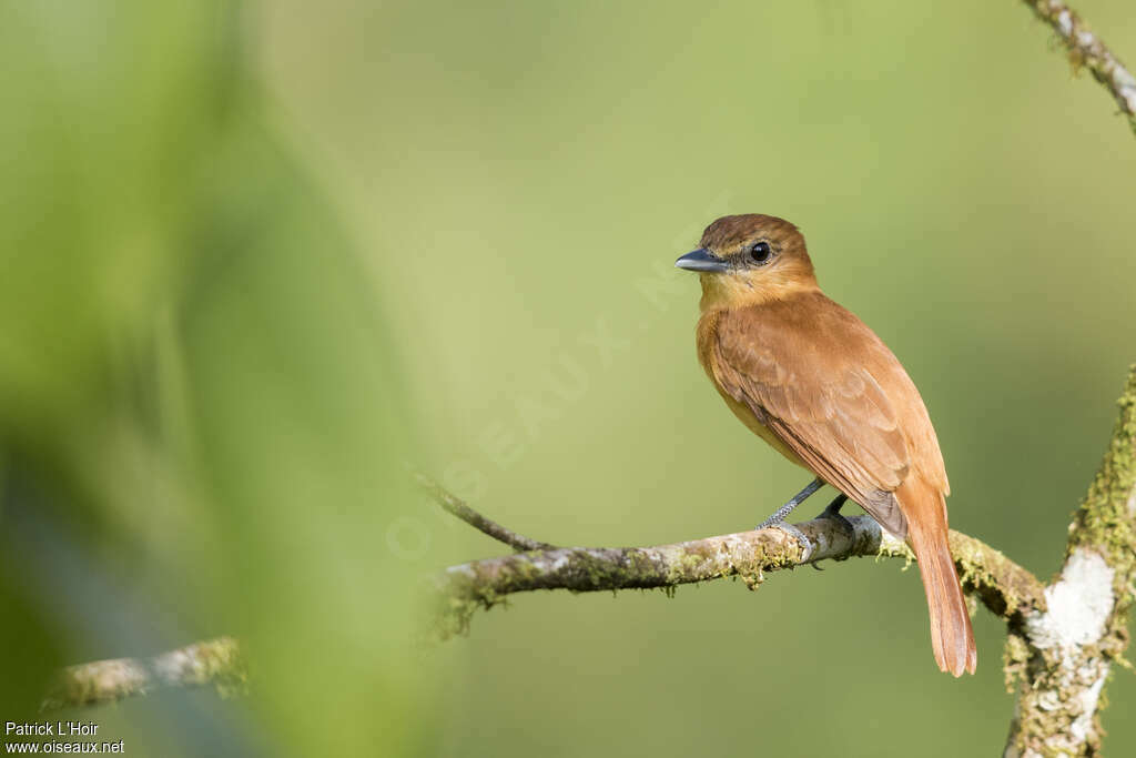 Cinnamon Becardadult, identification