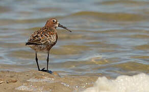 Curlew Sandpiper