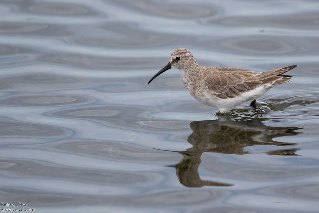 Curlew Sandpiperadult post breeding, identification