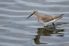 Curlew Sandpiper