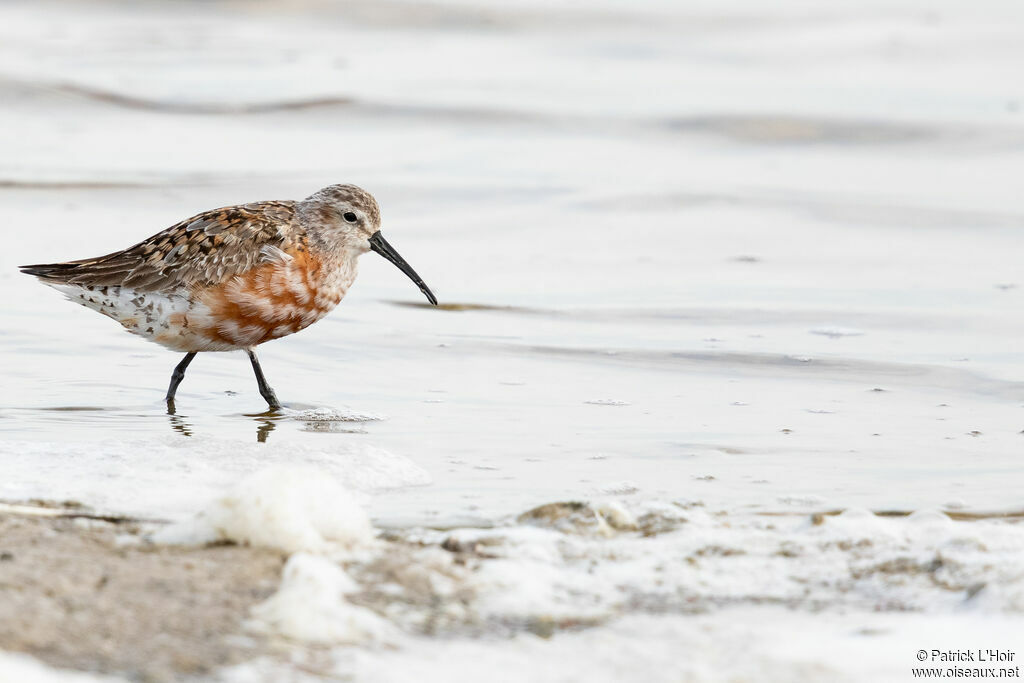 Curlew Sandpiperadult transition