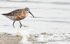 Curlew Sandpiper