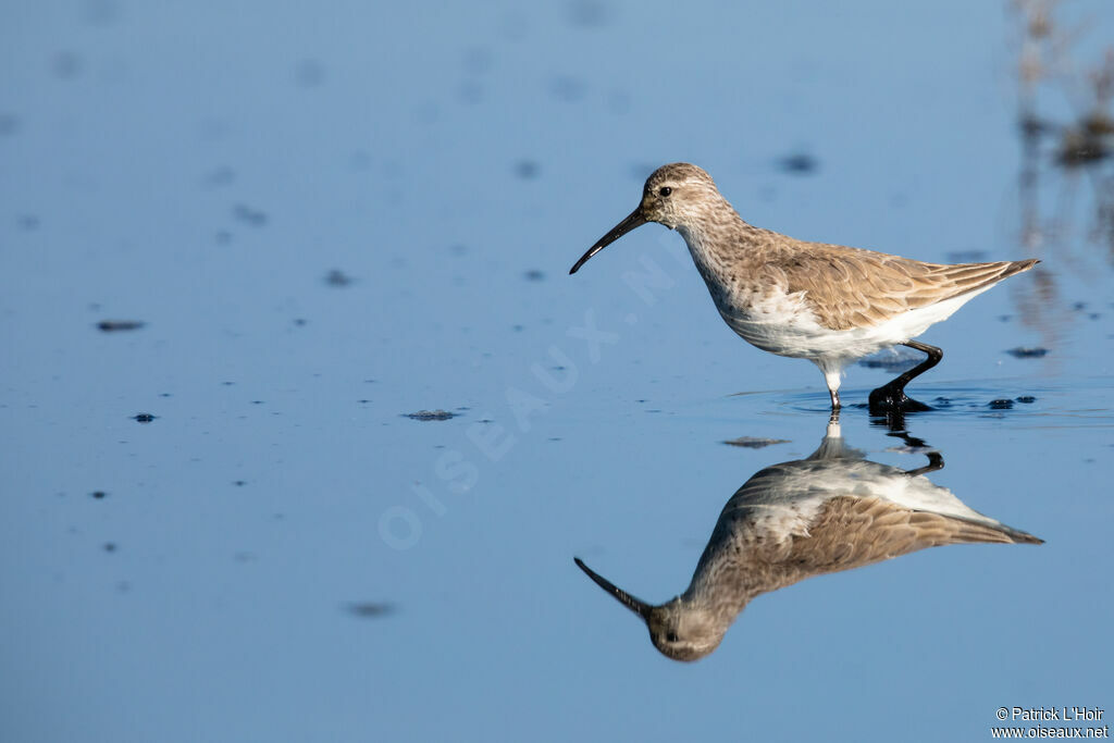 Curlew Sandpiper