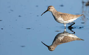 Curlew Sandpiper