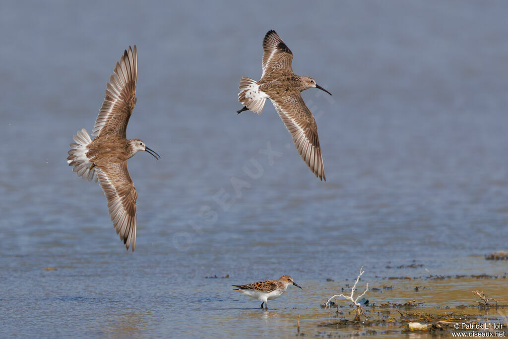 Curlew Sandpiper