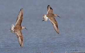 Curlew Sandpiper