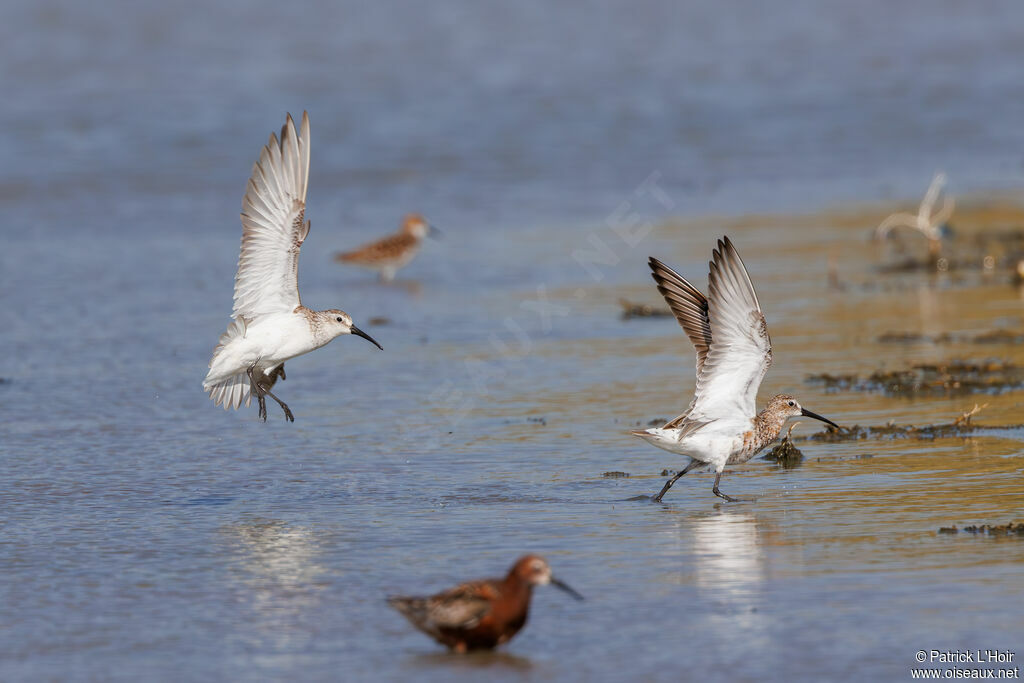 Curlew Sandpiper