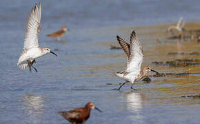 Curlew Sandpiper