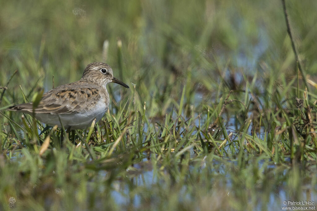 Temminck's Stint