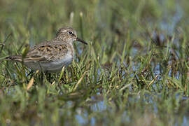 Temminck's Stint