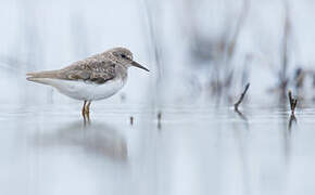 Temminck's Stint