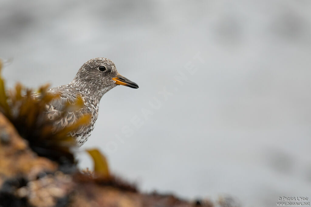 Surfbird