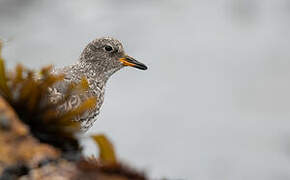 Surfbird