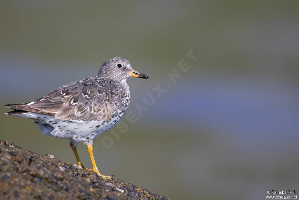 Surfbird