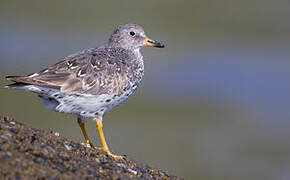 Surfbird