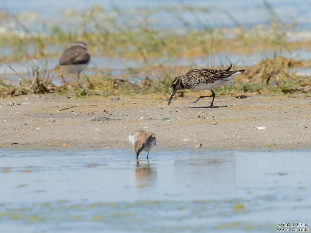 Broad-billed Sandpiper