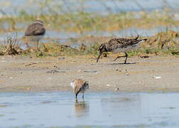 Broad-billed Sandpiper