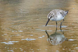 Broad-billed Sandpiper