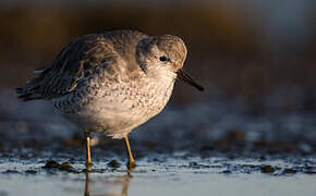 Red Knot