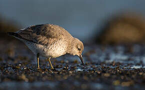 Red Knot