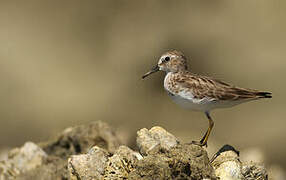 Least Sandpiper