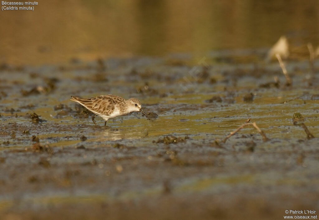 Little Stint