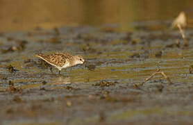 Little Stint