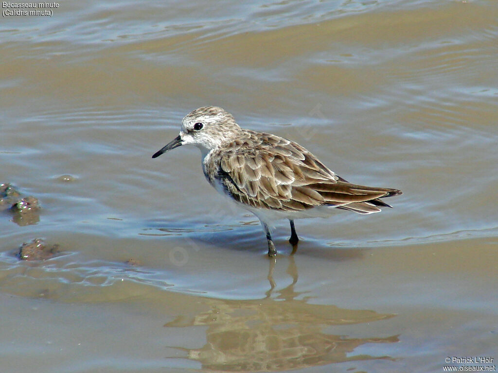 Little Stint