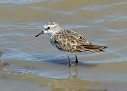 Little Stint