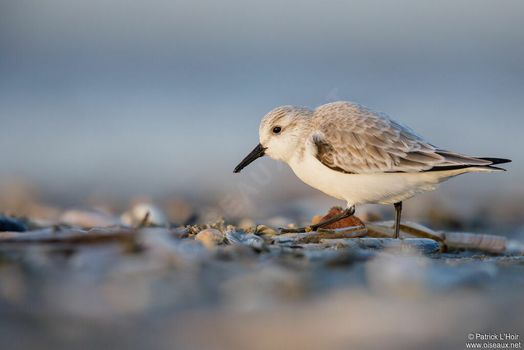 Bécasseau sanderling