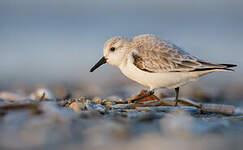 Bécasseau sanderling