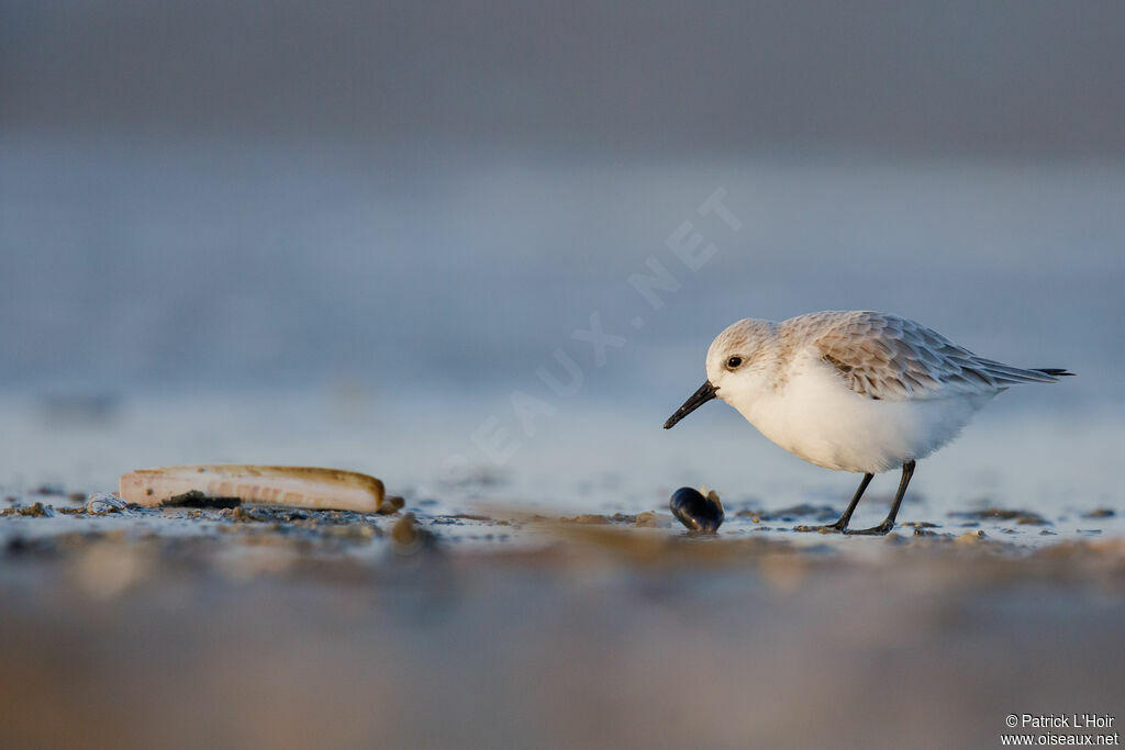 Bécasseau sanderling