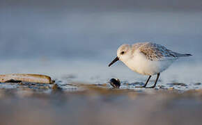 Sanderling