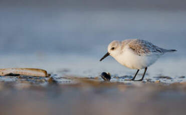 Bécasseau sanderling