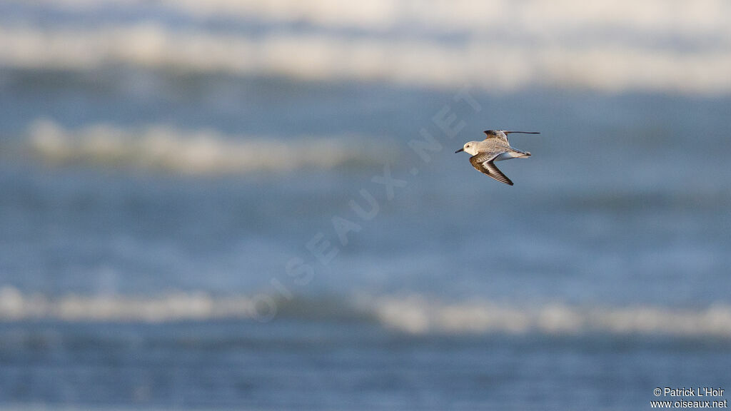 Sanderling