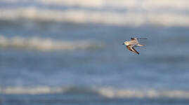 Bécasseau sanderling