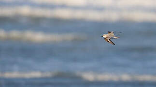 Bécasseau sanderling