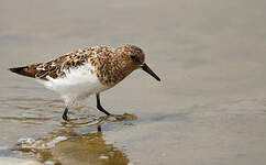 Bécasseau sanderling