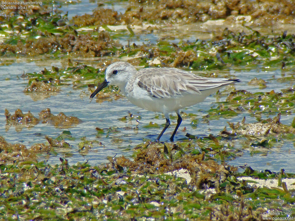 Sanderling