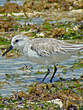 Bécasseau sanderling
