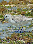 Sanderling