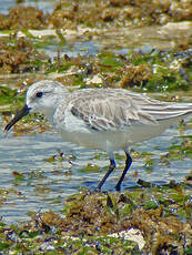 Bécasseau sanderling