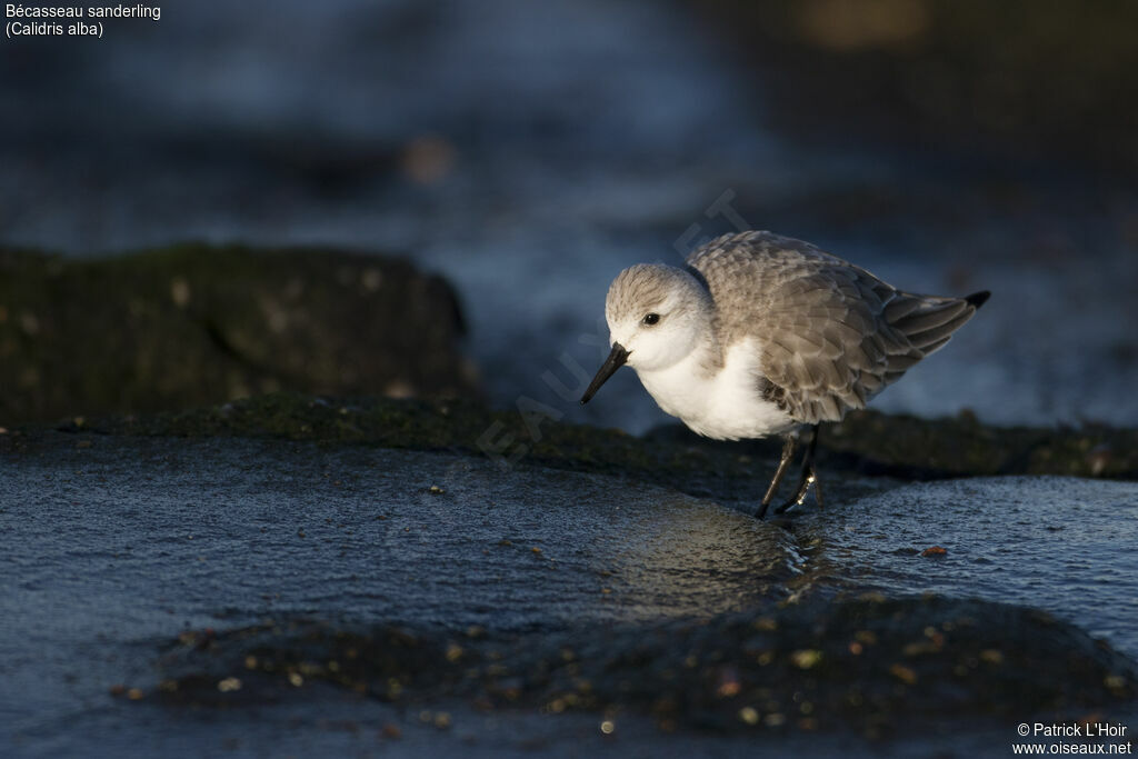 Sanderling