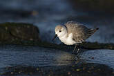 Bécasseau sanderling