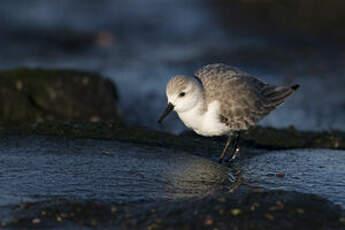 Bécasseau sanderling